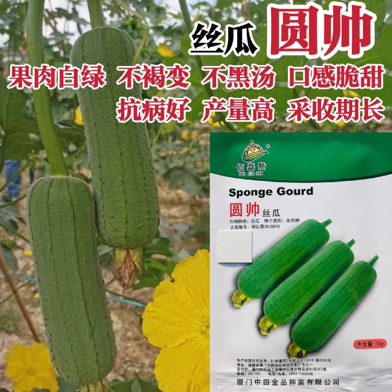 圆帅肉丝瓜种子高产佰嘉赞丝瓜种子不褐变脆甜大肉丝瓜种籽