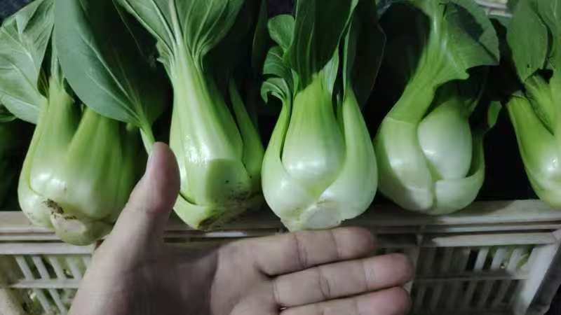 油菜大量供应质优价廉欢迎各位客商前来选购