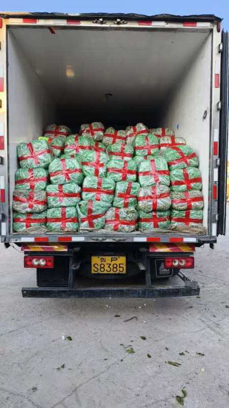 油菜大量供应质优价廉欢迎各位客商前来选购