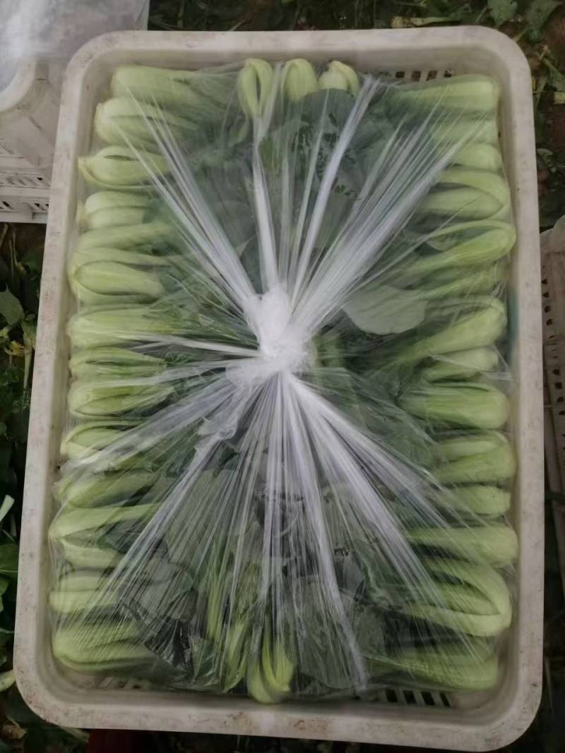 油菜大量供应质优价廉欢迎各位客商前来选购