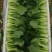 油菜大量供应质优价廉欢迎各位客商前来选购