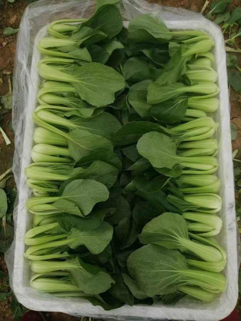 油菜大量供应质优价廉欢迎各位客商前来选购