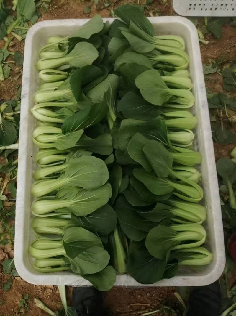 油菜大量供应质优价廉欢迎各位客商前来选购