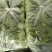 油菜大量供应质优价廉欢迎各位客商前来选购