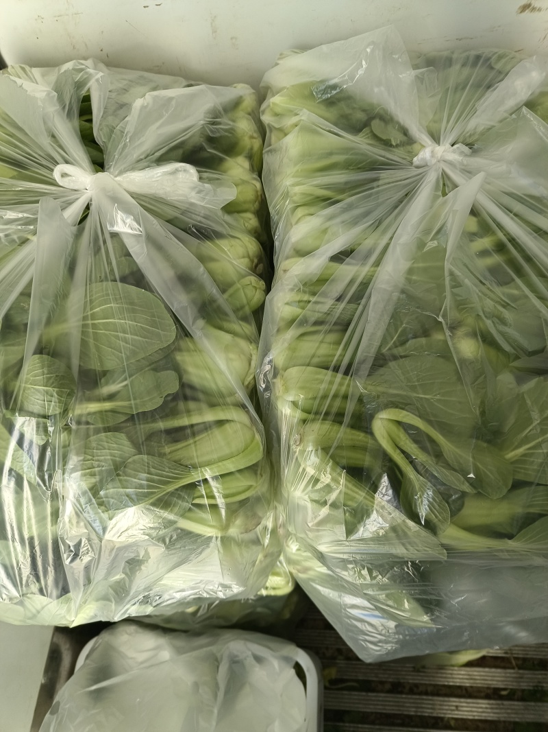 油菜大量供应质优价廉欢迎各位客商前来选购