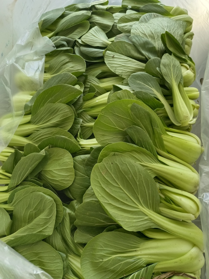 油菜大量供应质优价廉欢迎各位客商前来选购