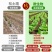 微生物菌剂土壤改良剂保水保肥提肥力抗重茬增加土壤有机质