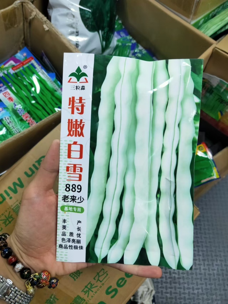特嫩白雪老来少架豆种子白不老嫩荚白色豆荚圆棍形