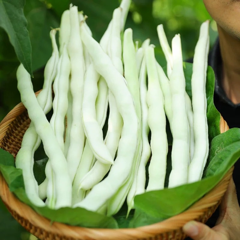 特嫩白雪老来少架豆种子白不老嫩荚白色豆荚圆棍形