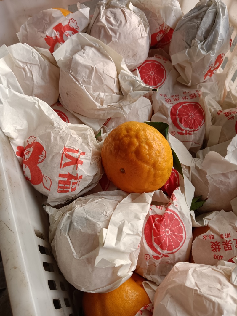 四川耙耙柑又名春见，爆甜多汁化渣，风味浓郁，是柑橘行业中