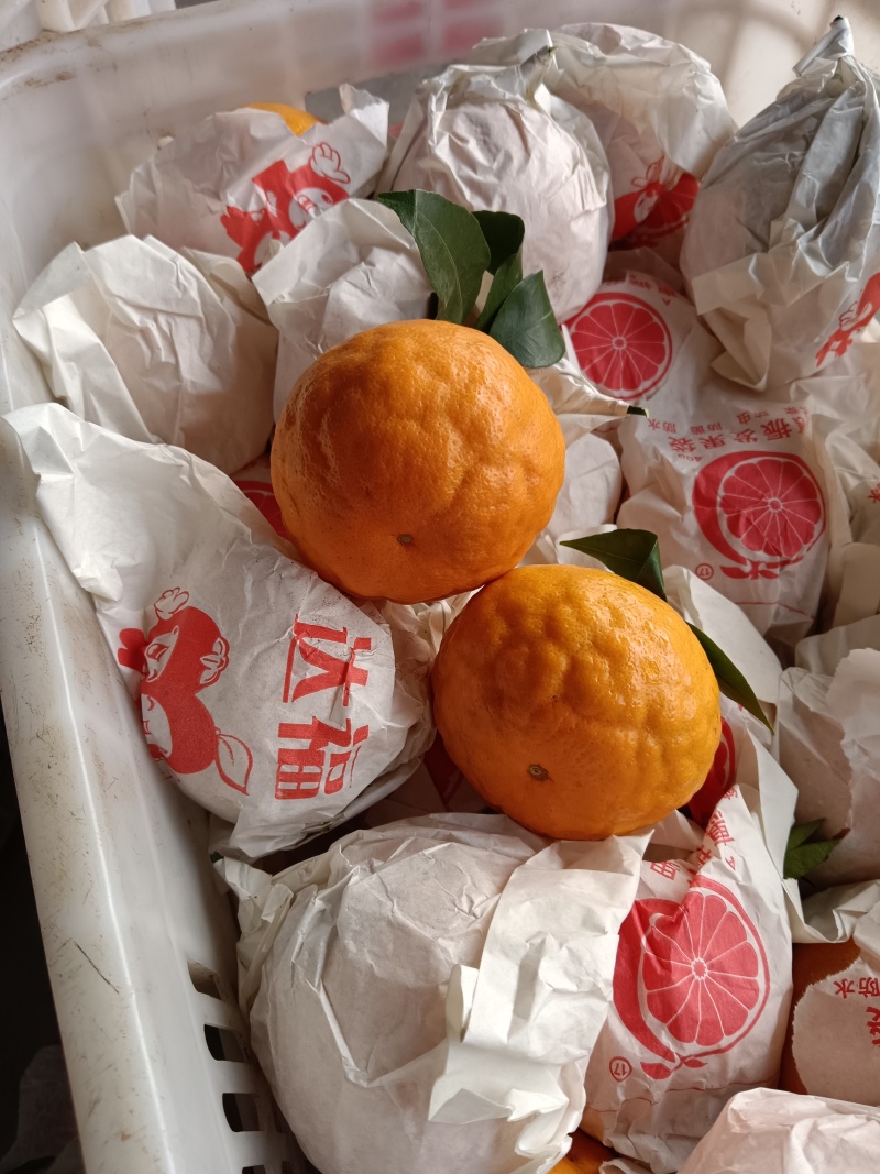 四川耙耙柑又名春见，爆甜多汁化渣，风味浓郁，是柑橘行业中