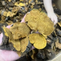 性价比高的西藏桑黄岩桑不苦免运费包邮到家