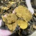 性价比高的西藏桑黄岩桑不苦免运费包邮到家