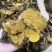 性价比高的西藏桑黄岩桑不苦免运费包邮到家