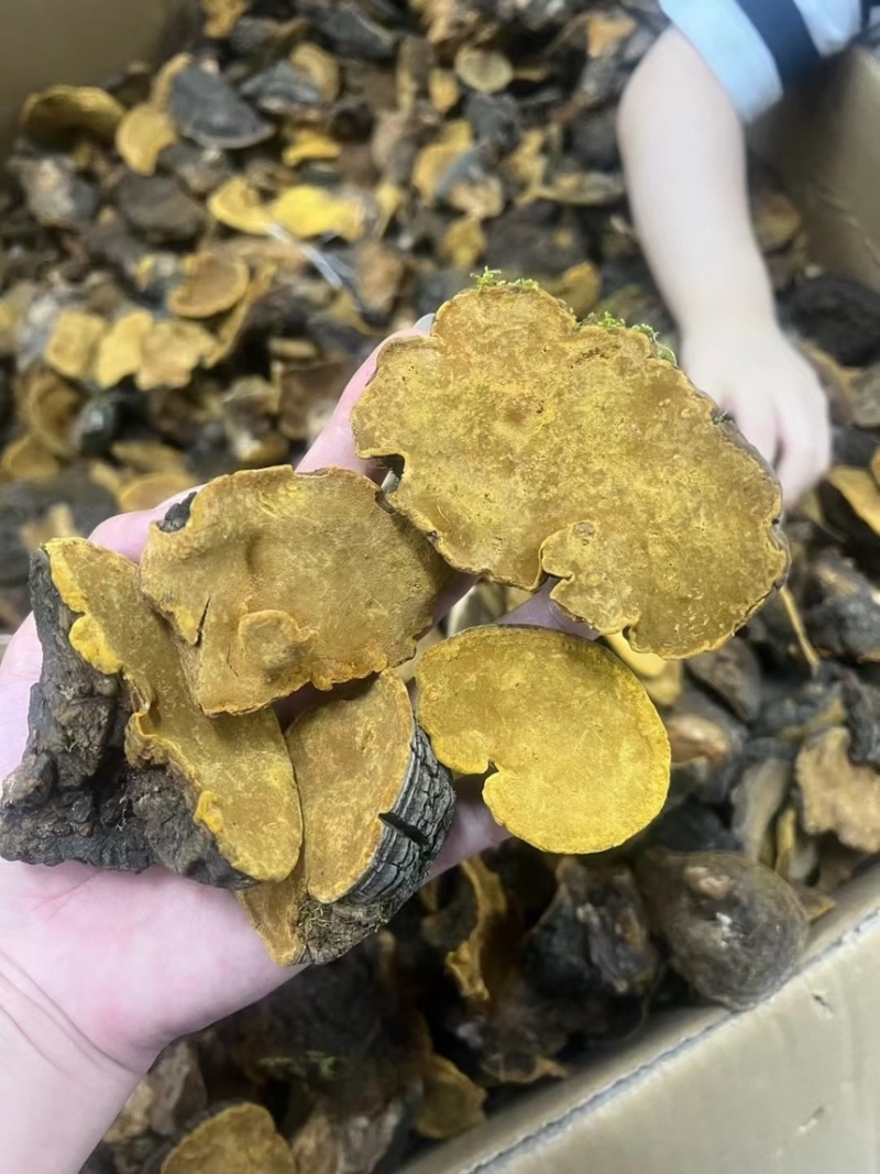 性价比高的西藏桑黄岩桑不苦免运费包邮到家