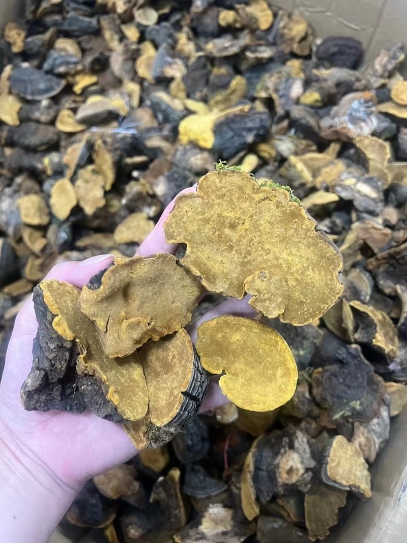 性价比高的西藏桑黄岩桑不苦免运费包邮到家