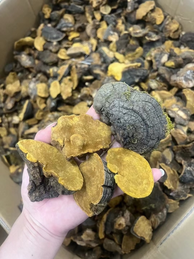 性价比高的西藏桑黄岩桑不苦免运费包邮到家