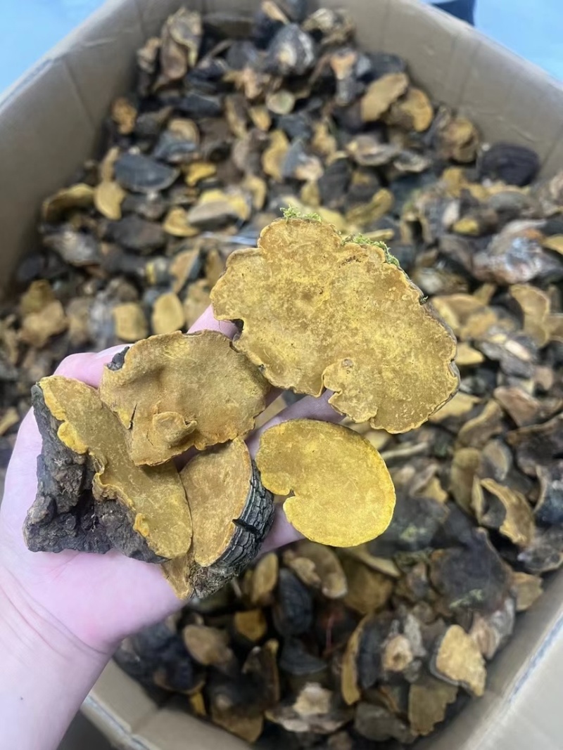 性价比高的西藏桑黄岩桑不苦免运费包邮到家