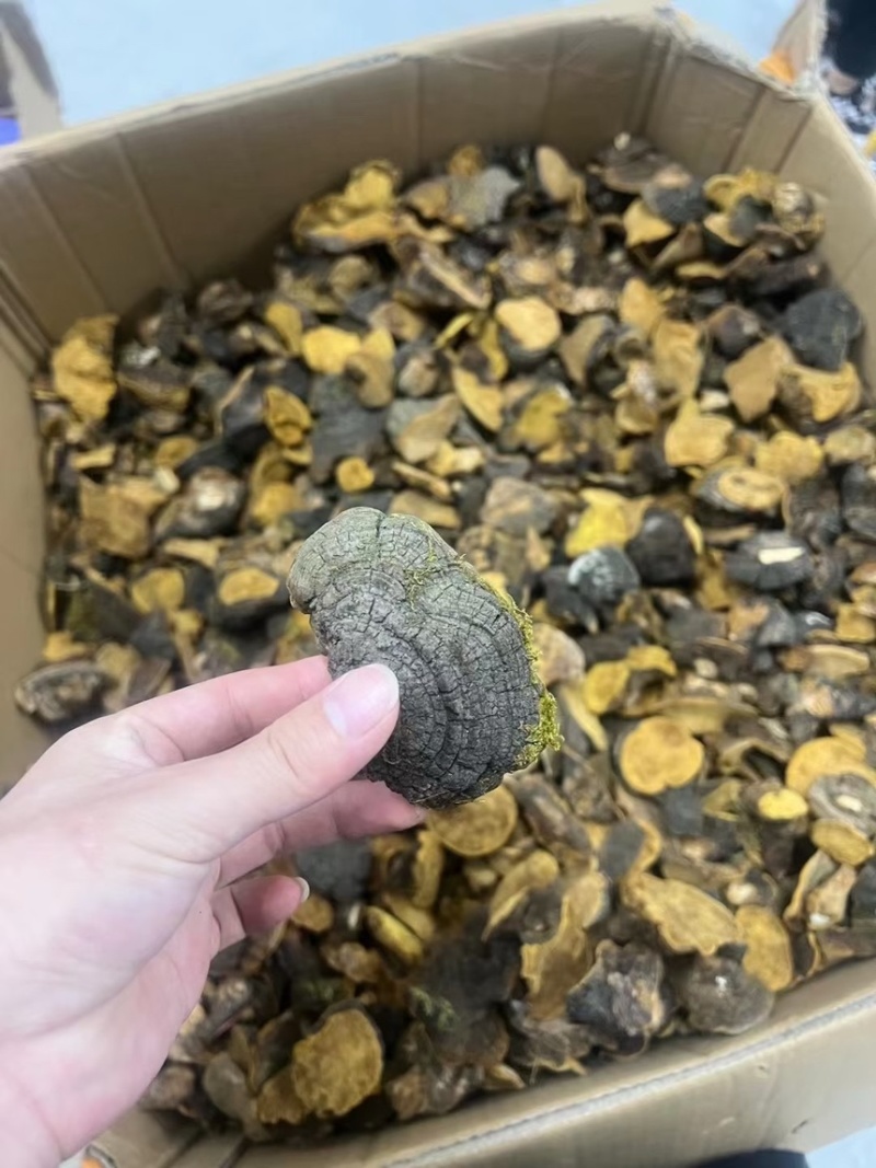 性价比高的西藏桑黄岩桑不苦免运费包邮到家