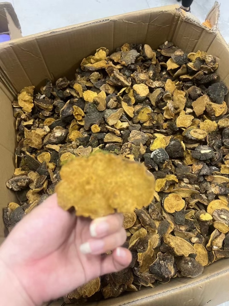 性价比高的西藏桑黄岩桑不苦免运费包邮到家
