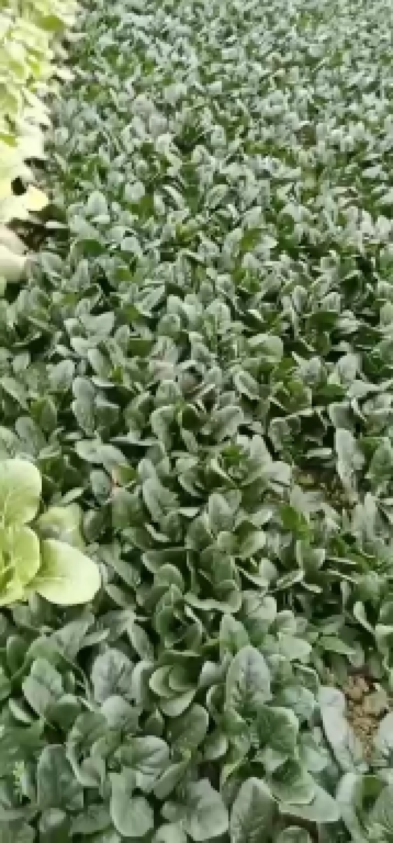 二千亩天然菠菜大量上市，欢迎各地朋友，来人，来电定货！