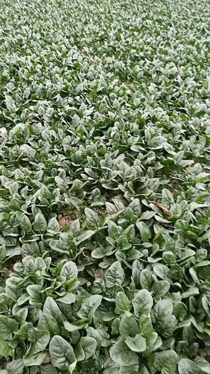 二千亩天然菠菜大量上市，欢迎各地朋友，来人，来电定货！