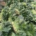 二千亩天然菠菜大量上市，欢迎各地朋友，来人，来电定货！
