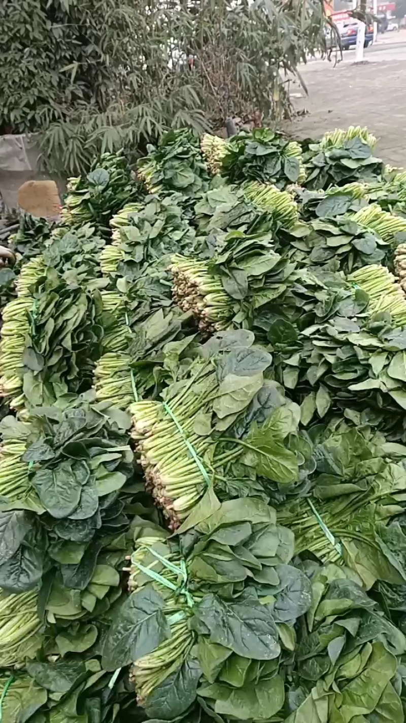 二千亩天然菠菜大量上市，欢迎各地朋友，来人，来电定货！
