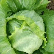 球生菜