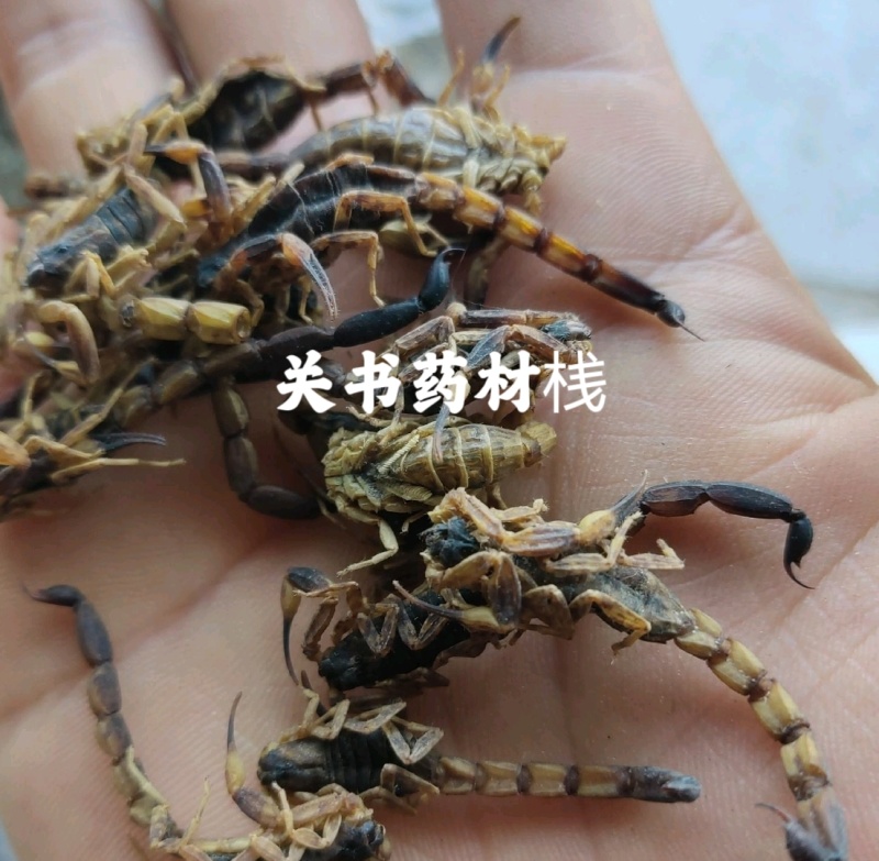 全蝎全虫淡盐新货肚瘪自己加工关书药业