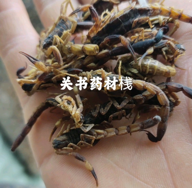 全蝎全虫淡盐新货肚瘪自己加工关书药业