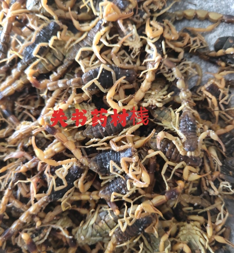 全蝎全虫淡盐新货肚瘪自己加工关书药业