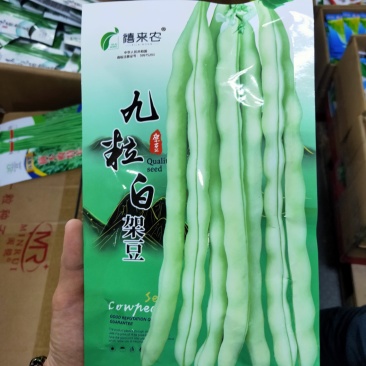 九粒白架豆种子白芸豆中早熟荚棒形白绿色肉厚无筋