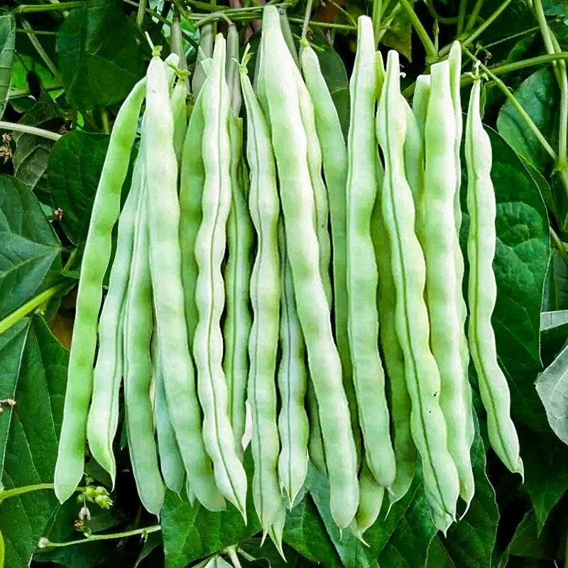 九粒白架豆种子白芸豆中早熟荚棒形白绿色肉厚无筋