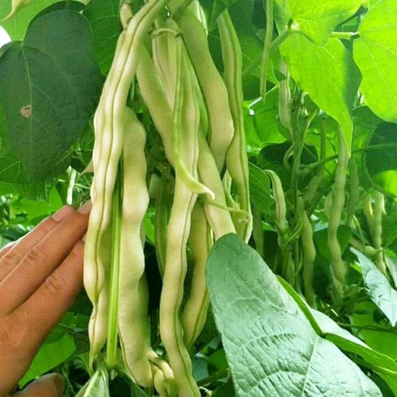 九粒白架豆种子白芸豆中早熟荚棒形白绿色肉厚无筋