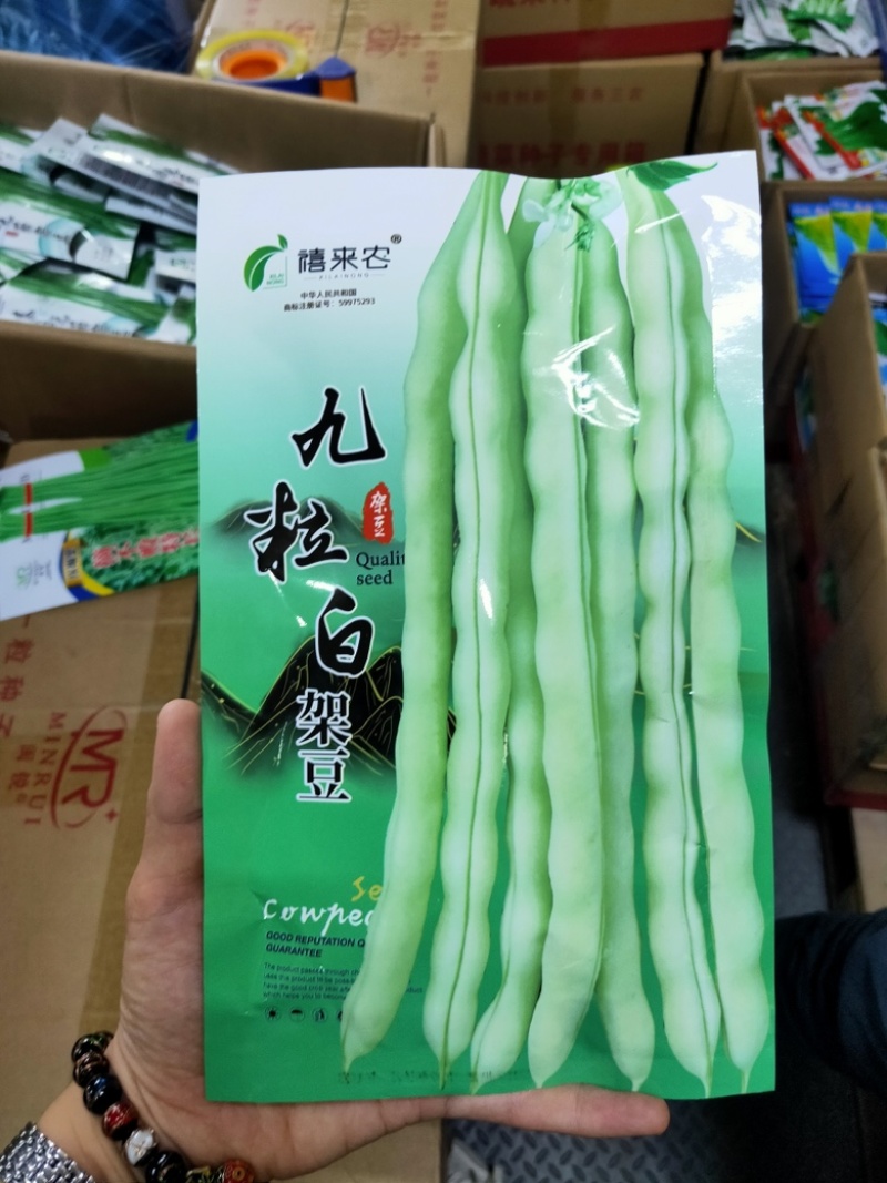 九粒白架豆种子白芸豆中早熟荚棒形白绿色肉厚无筋