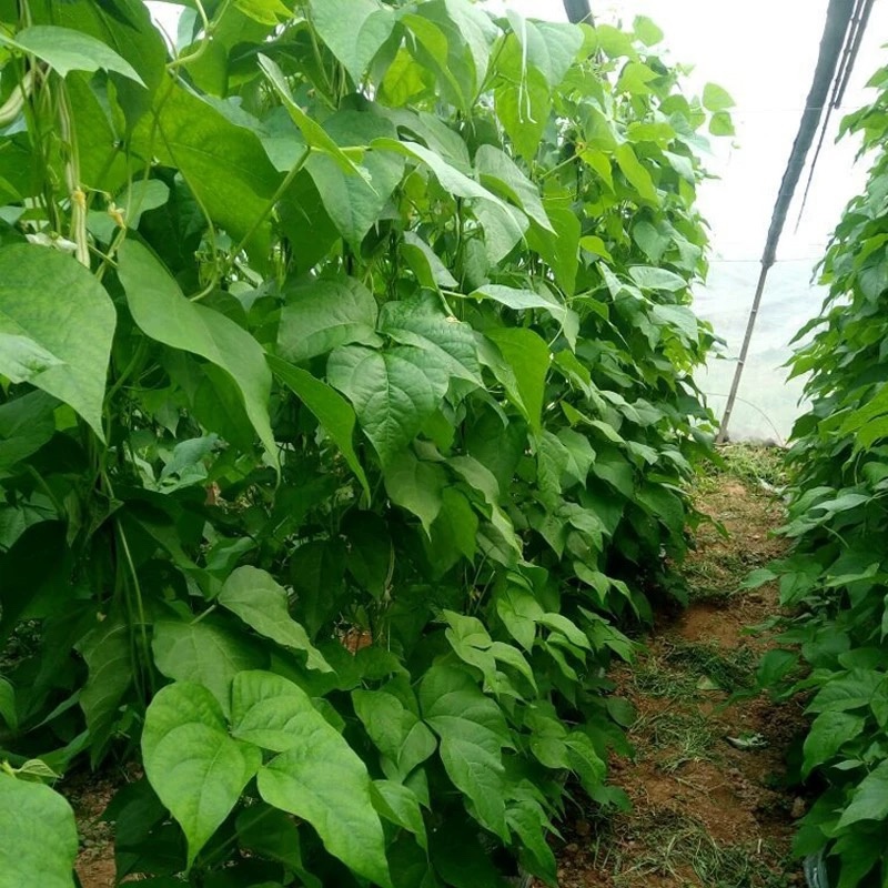 九粒白架豆种子白芸豆中早熟荚棒形白绿色肉厚无筋