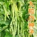 九粒白架豆种子白芸豆中早熟荚棒形白绿色肉厚无筋