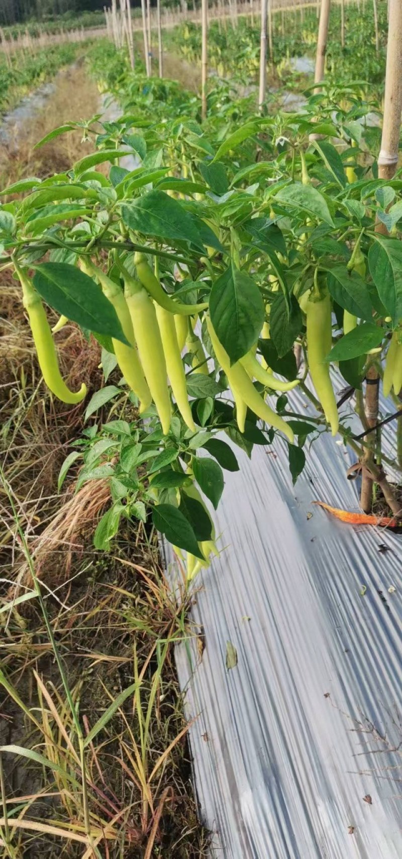 南方白玉椒