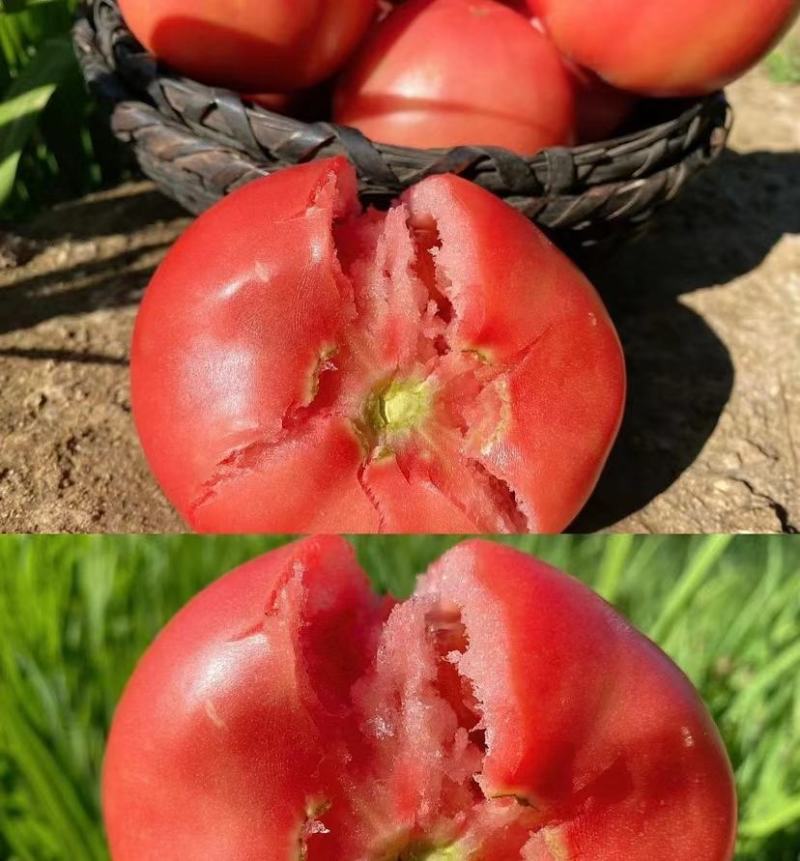精品西红柿大量供应，山东费县产地直发货源充足，质量好