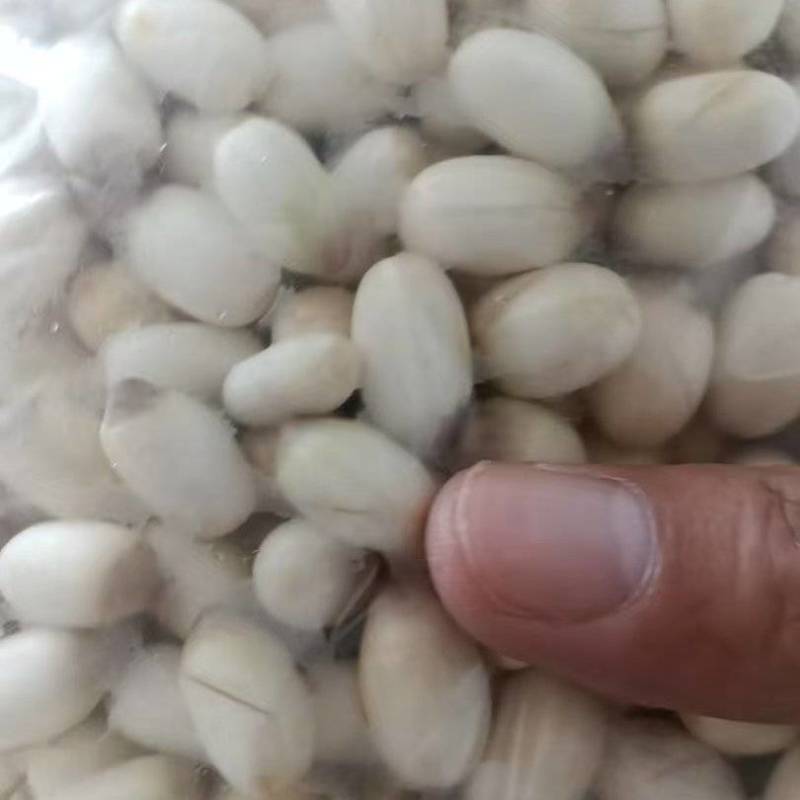 {诚信商家}新鲜白莲子，产地直发，大量出货。欢迎来电。