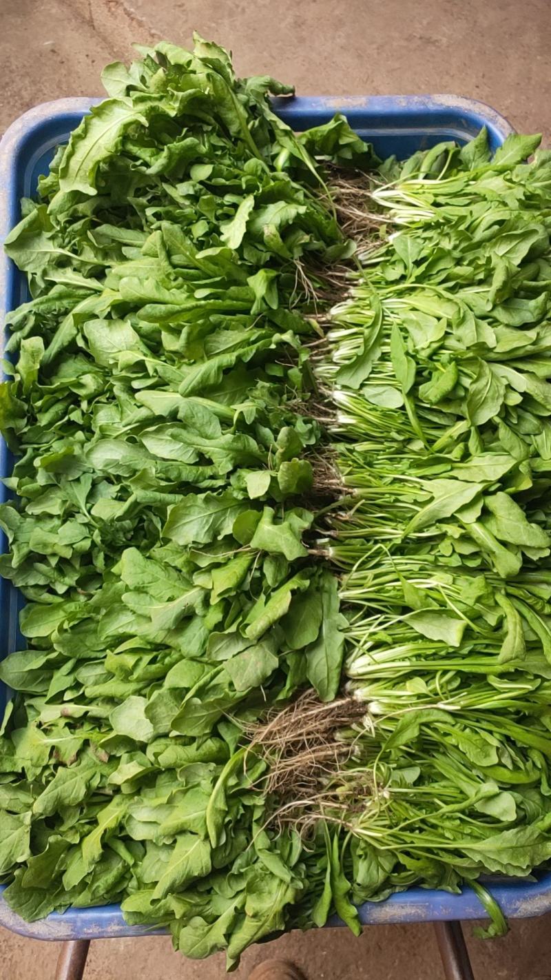 山野菜