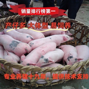 长太二元母猪苏太母猪长大二元新淮黑猪