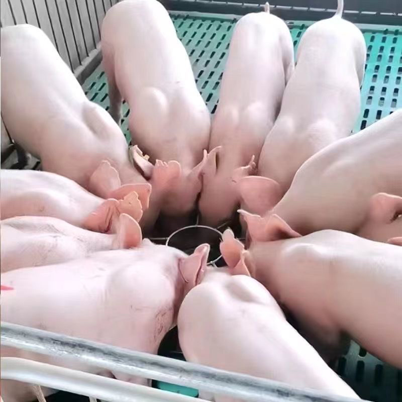 长太二元母猪苏太母猪长大二元新淮黑猪