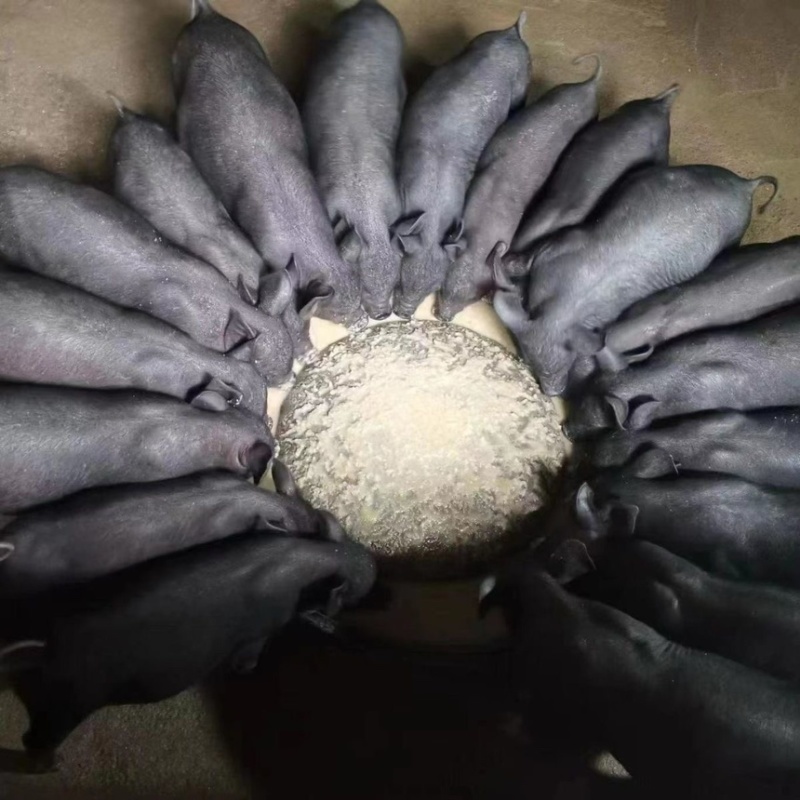 长太二元母猪苏太母猪长大二元新淮黑猪