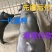 国寿黑母猪仔