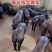 国寿黑母猪仔