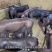 国寿黑母猪仔