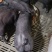 国寿黑母猪仔