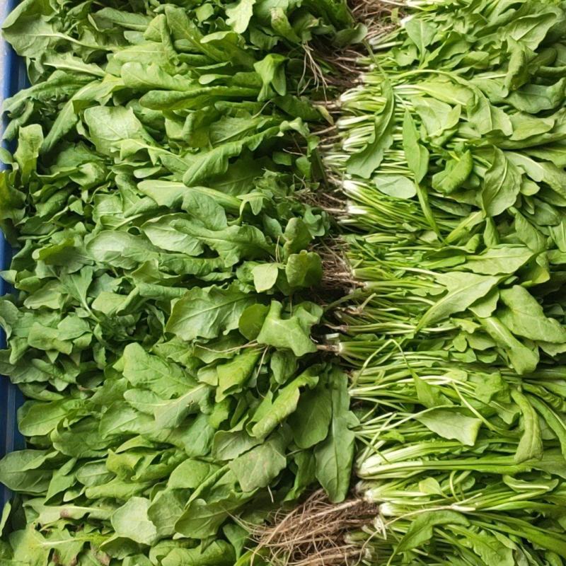 山野菜